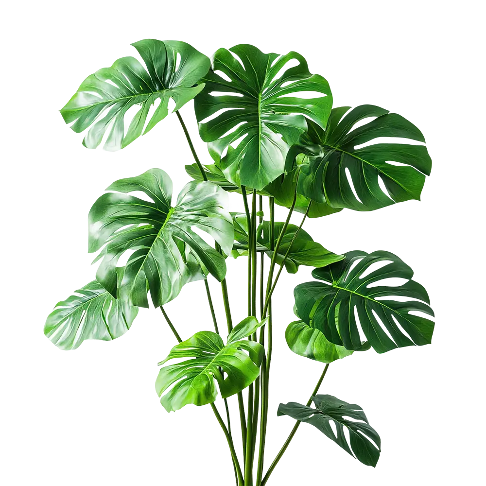 Hojas tropicales, ambiente natural