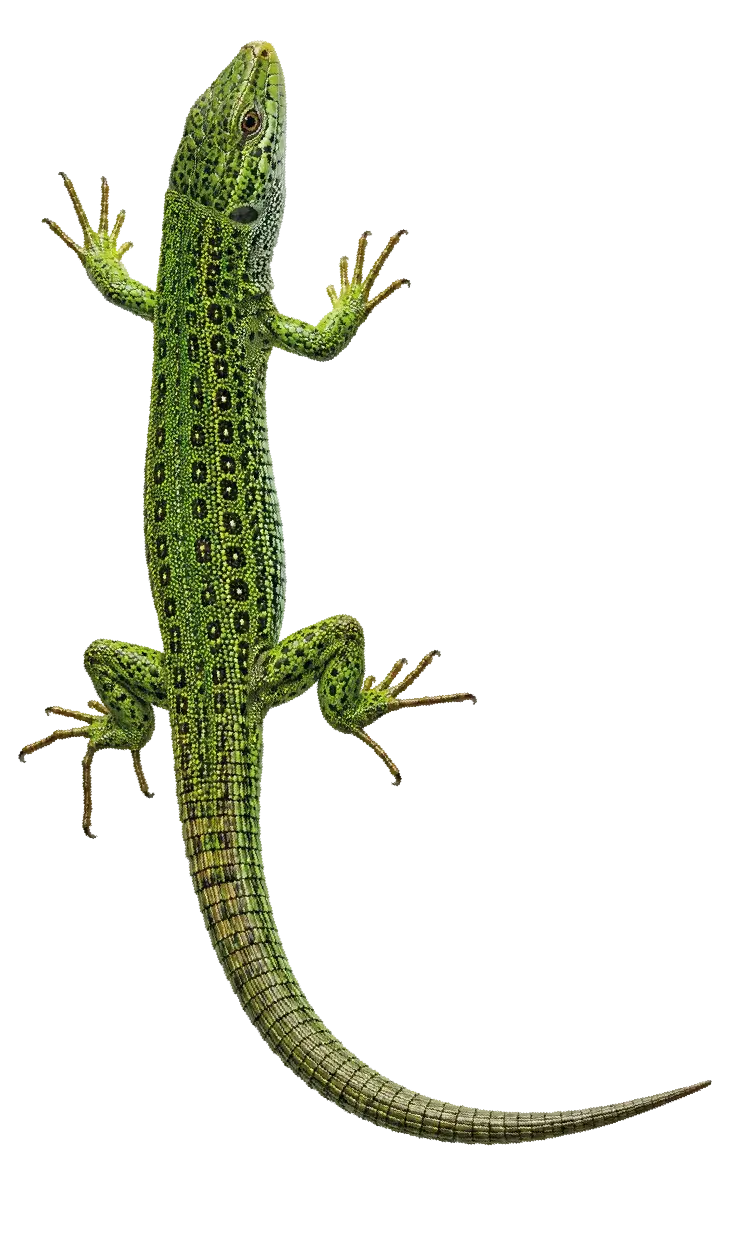 Ilustración de lagarto verde, mascota de Crazy Lizard