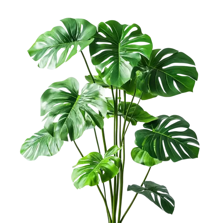 Hoja de monstera, decoración